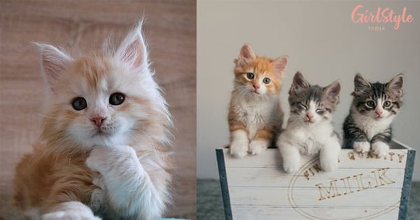 21 Pictures Of Cute Little Cats That Will Turn You Into A Puddle Of Love!!
