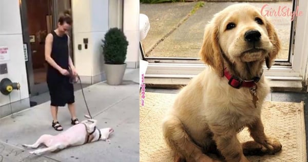 Viral Video! A Dog Acts Dead To Avoid Walking And All The Lazy Girls Can RELATE!