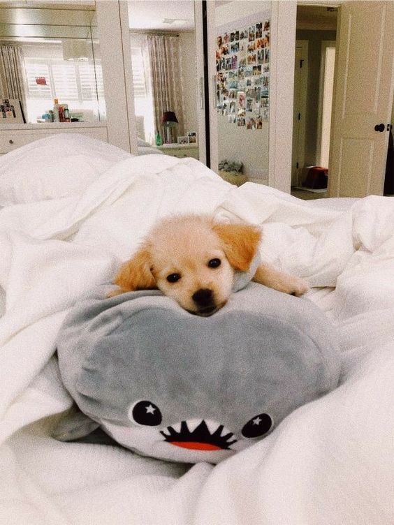 b751022dd55a17df497e650af1021759