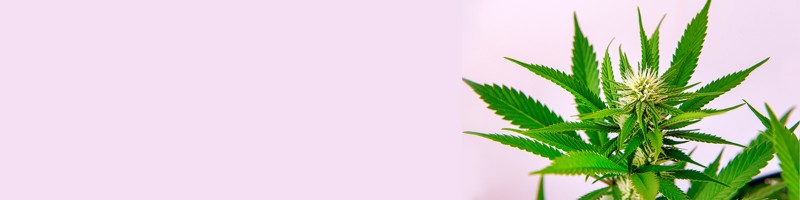 Exploring the Flavor Explosion Lemon Weed Strains Exploring the Flavor Explosion Lemon Weed Strains